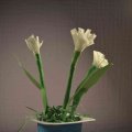 2b Lavrenkova A._DSC0190