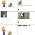 2e Eldars Derovs 2.e